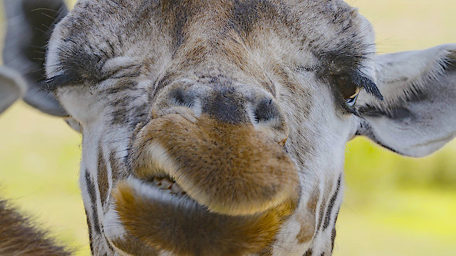 Watch Zoo Life Online