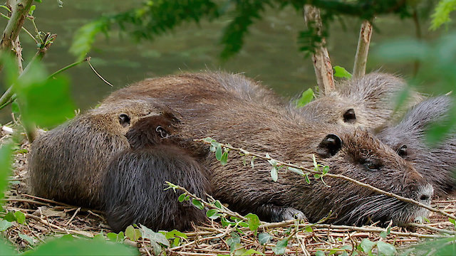 Watch They Came to Stay Our Alien Animal Neighbours Online