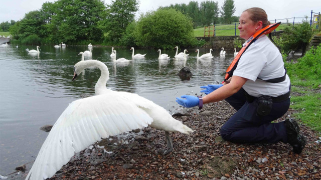 Watch Saving Britain's Wildlife Online