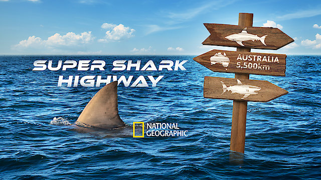 Watch Super Shark Highway Online