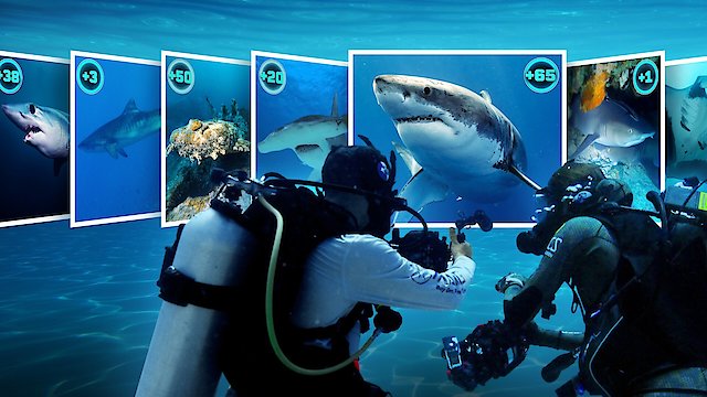Watch All the Sharks Online