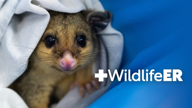 Watch Wildlife ER Online