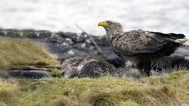 Watch Atlantic: A Year in the Wild Online