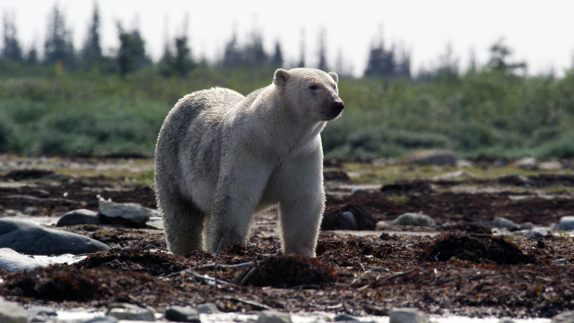 Watch Canada: A Year In The Wild Online