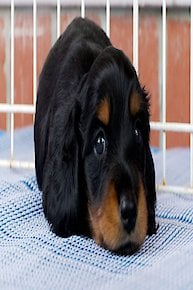 Weiner Dogs to the Rescue