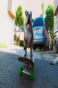 Skateboarding Dog