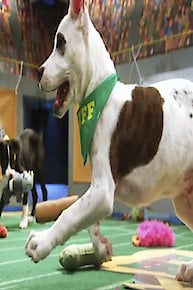 Puppy Bowl XVII Pre-Game Show