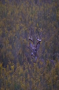 Whitetail rut hunt with Stacey Chester